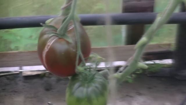 Томат Бычье Сердце Черное смотреть онлайн