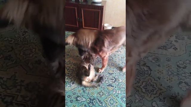 Махач смотреть онлайн
