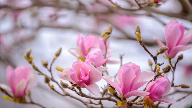 Настройка на вибрационную волну другого человека. Практики смотреть онлайн