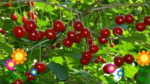 Вишня Подбельская. Краткий обзор, описание характеристик prunus cerasus Podbelskaya