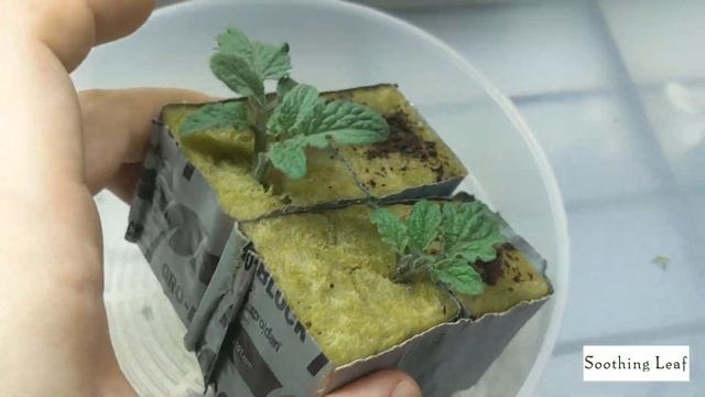 Hydroponic DWC Tomato Update | Day 36 | Minibel Abnormal Plant смотреть онлайн