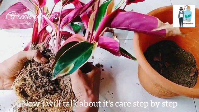 Stromanthe Triostar care, propagation, reporting || prayer plant || maranta plants in Hindi смотреть онлайн
