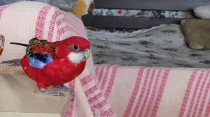 Попугай розелла, грызун.