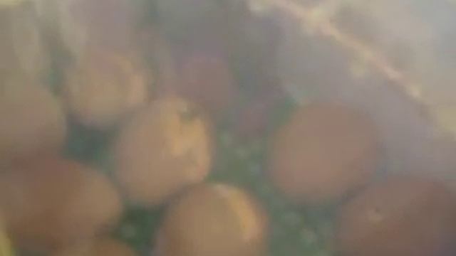 Знакомство ребенка с цыплятами, как же Тасе хотелось цыплят покормить смотреть онлайн