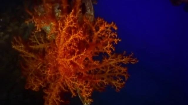 Жак Ив Кусто. В мире безмолвия 1956 смотреть онлайн