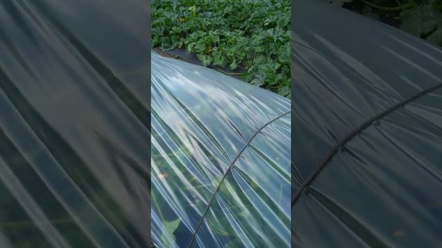 Плёночное укрытие для гряд открытого грунта. смотреть онлайн