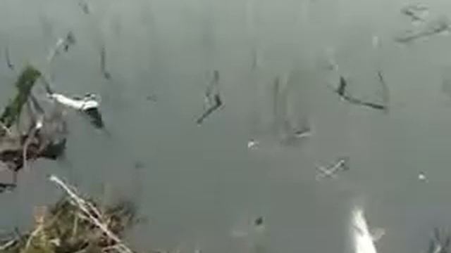 Щурок смотреть онлайн