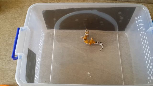 Кормление Пауков  Птицеедов и Эублефар