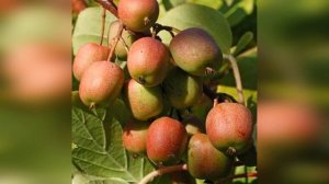 Актинидия аргута Женева