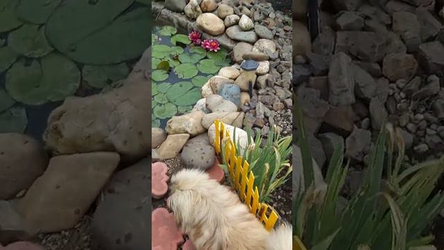 🌹🌹РОЗА ЮБИЛЕЙ ПРИНЦА МОНАКО🌹🌹ЛЮБИМЫЕ ХВОЙНЫЕ НА 1/06/2021🌲🌲🌲 смотреть онлайн