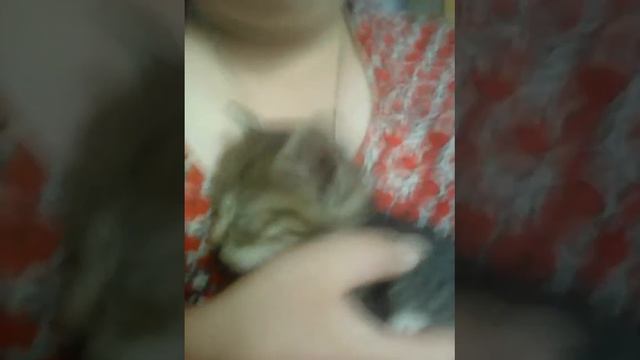 Котёнок засыпает на руках😍 смотреть онлайн