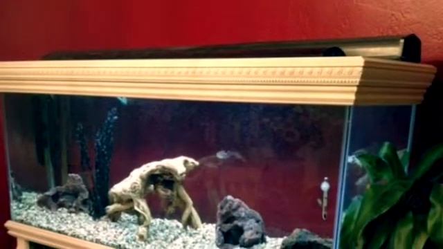 Топ 14 самых необычных аквариум смотреть онлайн