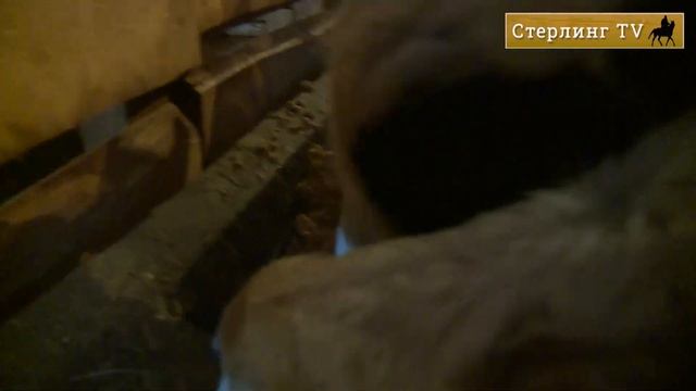 Вопрос к братьям Стерлинг. 