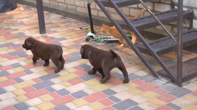 ?Друзья. Friends. Щенки лабрадора и котёнок. Labrador puppies and kitten. смотреть онлайн