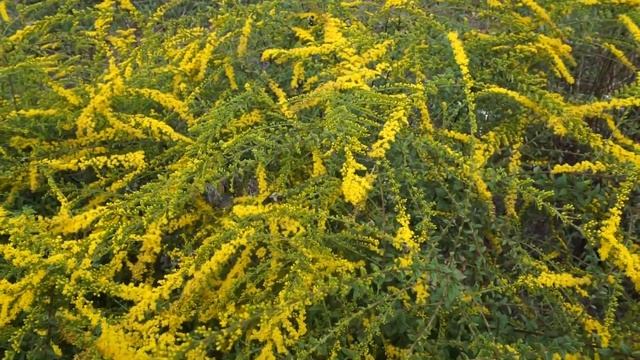 Solidago rugosa 'Fireworks' and friends in Coastal NC landscape bed смотреть онлайн