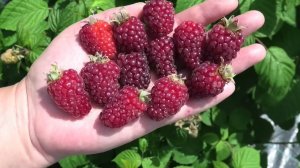 БУКИНГЕМ ТАЙБЕРРИ ежемалина раннего срока созревания с бесшипными побегами