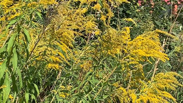 Золотое зло золотарника. смотреть онлайн