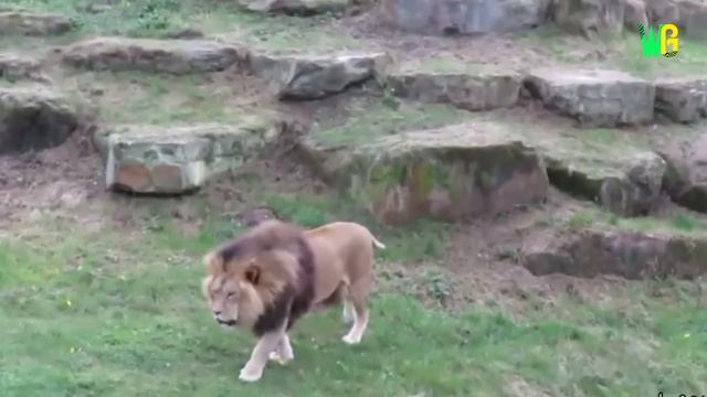 Saber Toothed tiger और Barbary Lion में कौन है ज़्यादा शक्तिशाली | Saber Tooth Tiger vs Barbary Lion смотреть онлайн