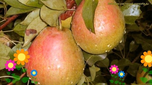 Груша плодовая. Краткий обзор, описание характеристик Pyrus россошанская красивая