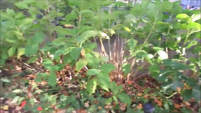 Documentary 2019 Plan & Plant for the 2020 Gardening Season | Catherines Garden | Lady Wisdom Speak смотреть онлайн