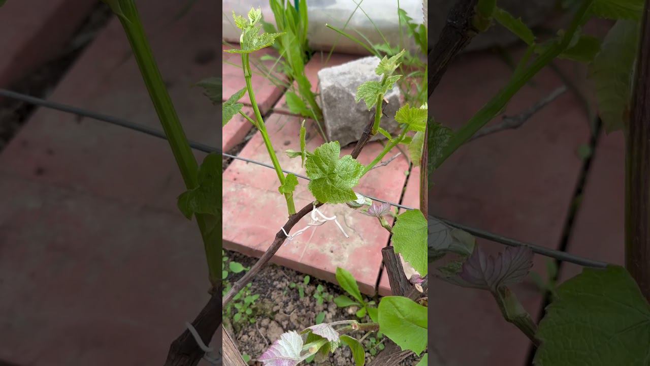 Прошлогодняя прививка зеленым в зеленое. смотреть онлайн