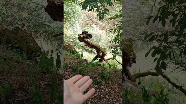 рисуем что-то типо драконов, на природе