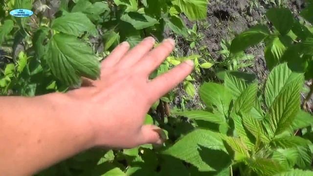 ВЫРАЩИВАНИЕ РЕМОНТАНТНОЙ МАЛИНЫ. ОДИН УРОЖАЙ ИЛИ ДВА, ЧТО ЛУЧШЕ? смотреть онлайн