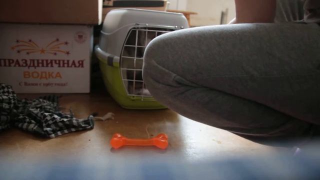 Переноска для собаки смотреть онлайн