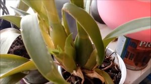 ОРХИДЕИ БРАССИИ И КАМБРИЯ: молодые росты и условия содержания.