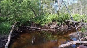 Спиннинг на лесной микроречке. Ловля окуня, ельца, ерша и плотвы на ультралайт (МИКРОДЖИГ).