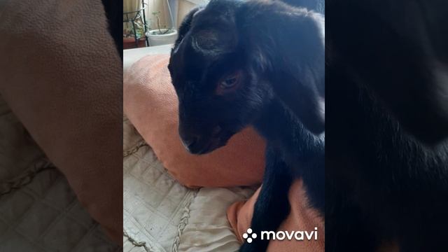 Продаются 1 и 2е фото козочки и 3 черных козлика красавца.Камори25%+75% альпийки.Окот 15и16 марта 2 смотреть онлайн