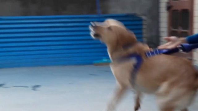 My Labrador got angry on german shepherd| Oscar vs Tyson | Labrador vs german shepherd смотреть онлайн