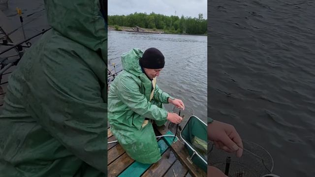 Рыбалка на белугу. Вот это ДА. Лучшая рыбалка в Подмосковье смотреть онлайн