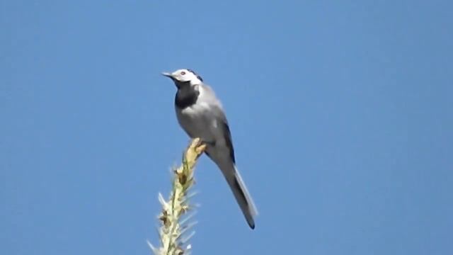 Трясогузка белая: наблюдательный пункт на вершине голубой ели.
