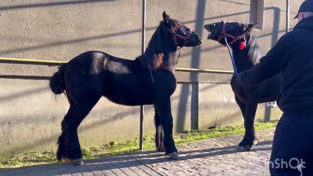 НАШІ МОЛОДІ ЛОШИЧКИ🔥💣😍АЗА ТА ФАТІМА💣💥✨#horse #konie #reels смотреть онлайн