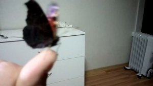 Чем кормить бабочку?