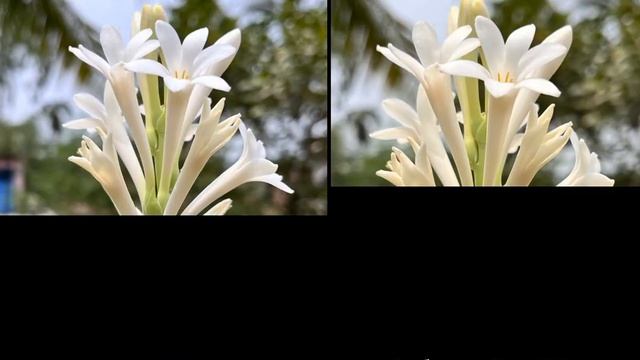 Realme 11 Pro Plus VS Samsung Galaxy S21 FE Camera Comparison смотреть онлайн