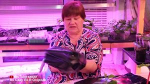 ПОСАДИТЕ В ЭТИ ПАКЕТЫ ОГУРЦЫ И РАННИЙ УРОЖАЙ ГАРАНТИРОВАН!