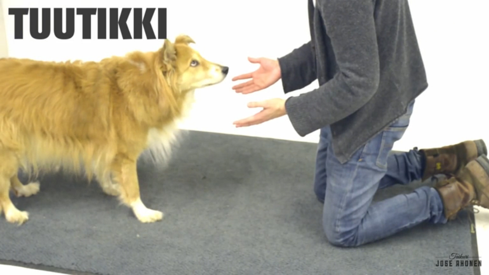 Как собаки реагируют на магию. Часть 2 смотреть онлайн