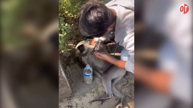 Эти Животные ЗВАЛИ НА ПОМОЩЬ! ?? Попробуй Не Заплакать! ? Топ 20 Моментов Спасения Животных ч.5 смотреть онлайн