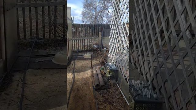 виноград амурский. 09.04.21 смотреть онлайн