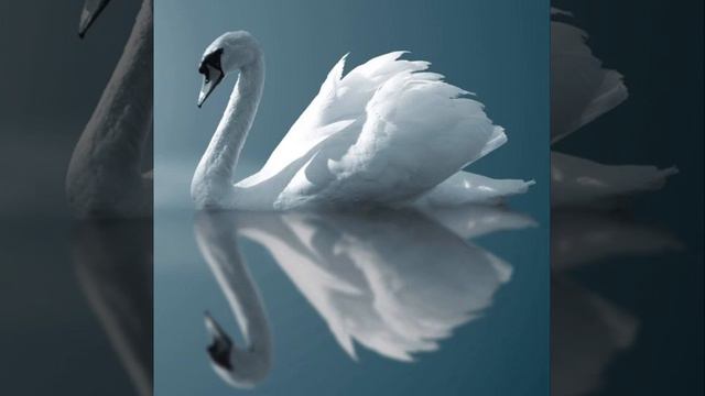 The Silver Swan (Orlando Gibbons) смотреть онлайн