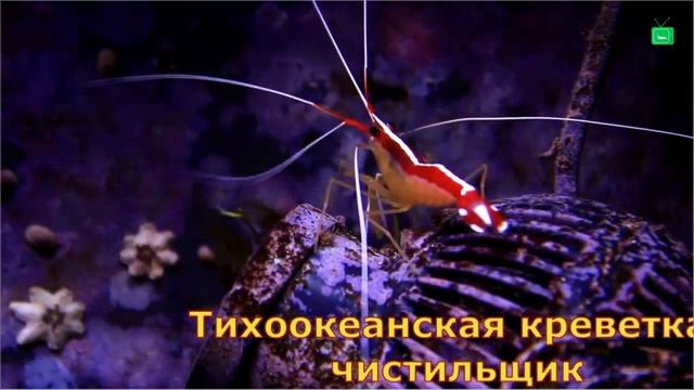 Морские аквариумные креветки: доктор кардинал, тихоокеанский чистильщик смотреть онлайн