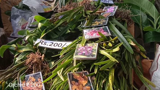 Current Prices Of Verbena Gladiolus Bulbs Orchid Zinnia At Galiff Street Flower Plants Market Tala смотреть онлайн