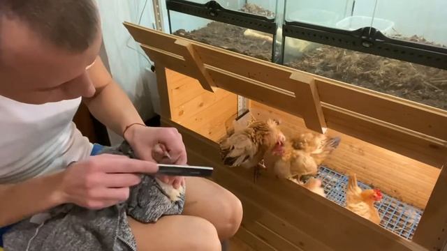 Уход за курочками! Подпиливание клюва и уборка в птичнике! смотреть онлайн