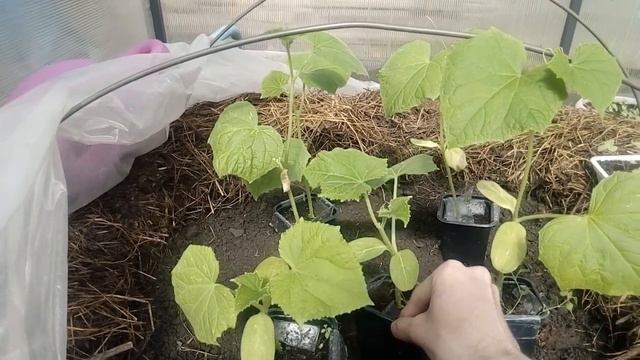 Высаживаю огурцы для РАННЕГО УРОЖАЯ смотреть онлайн