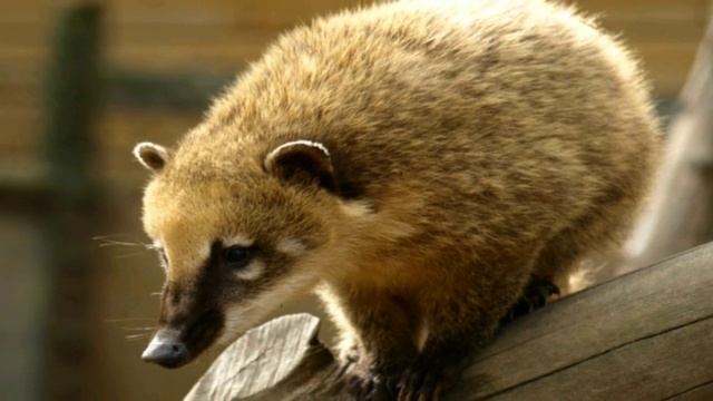 Coati-Amazing Beast| Unique Facts About Coati Animal Information In Hindi| Coati Janwar Ke Bare Mei