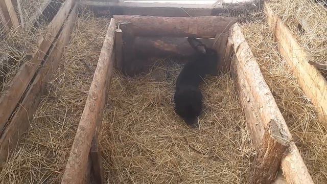 ПЕЧАЛЬНАЯ ПОКУПКА. Сам виноват или нет? смотреть онлайн