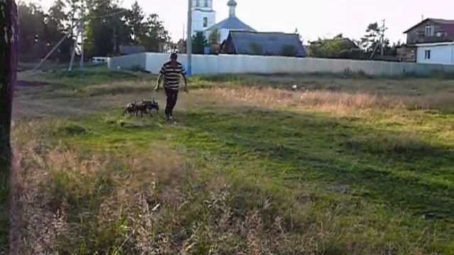 P1110877 Прогулка щенков ксоло смотреть онлайн