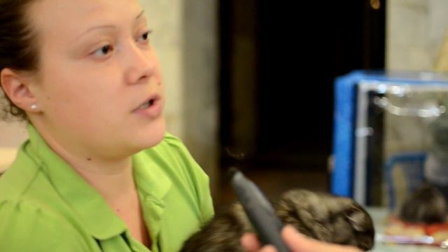 GKTV - Выставка кошек в Современнике смотреть онлайн